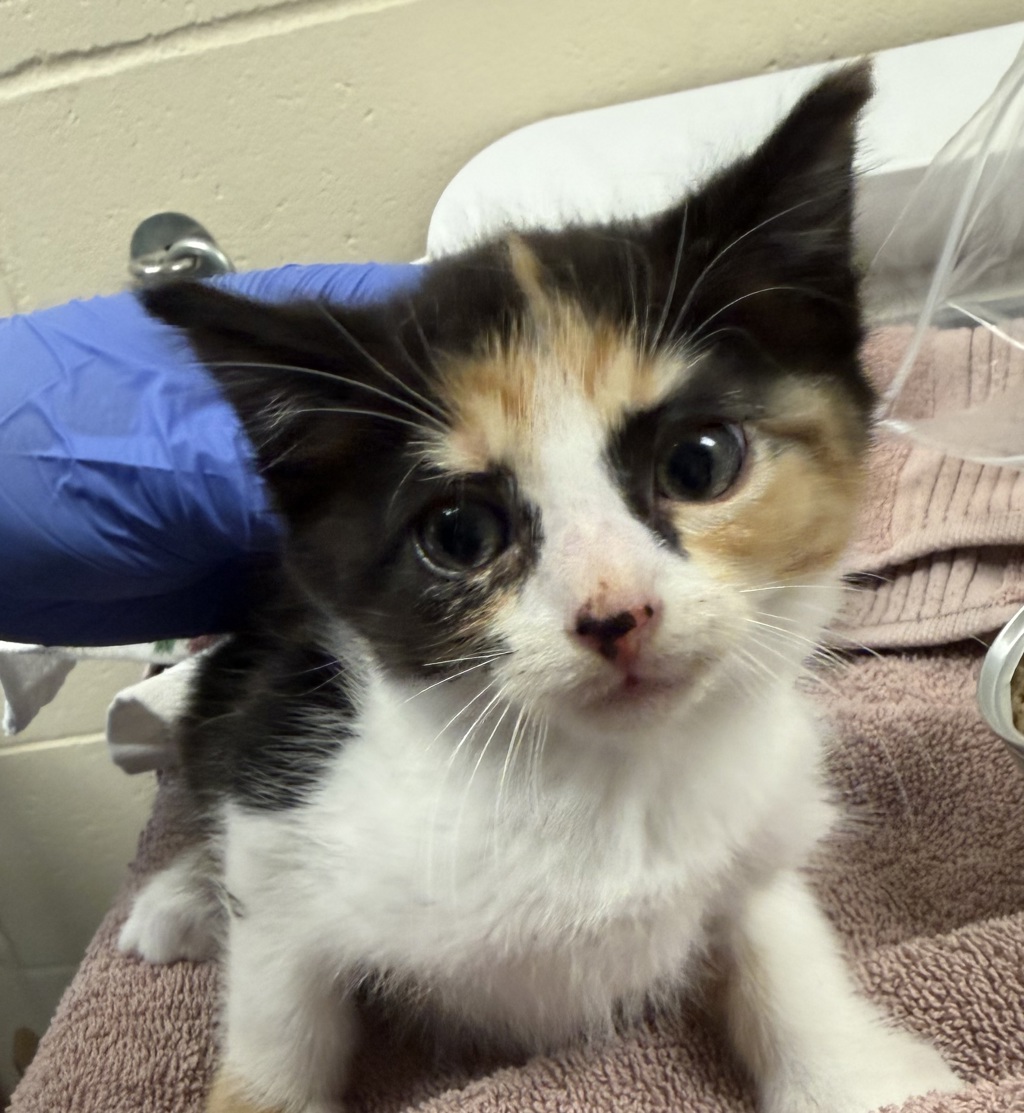 Shelter Stray Female Cat last seen NE 122nd and Glisan, PORTLAND, OR, 97230, 1700 W Historic Columbia River Hwy, Troutdale, OR 97060, USA
