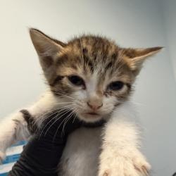 Shelter Stray Male Cat last seen Was a litter of a community cat, San Diego, CA, 92139, San Diego, CA 92110