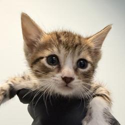 Shelter Stray Male Cat last seen Was a litter of a community cat, San Diego, CA, 92139, San Diego, CA 92110