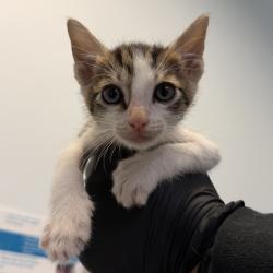 Shelter Stray Male Cat last seen Was a litter of a community cat, San Diego, CA, 92139, San Diego, CA 92110