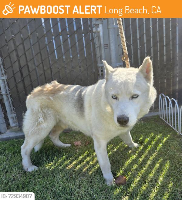 Found/Stray Male Dog last seen Near Webster Ave, Long Beach, CA 90810, Long Beach, CA 90810