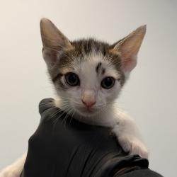 Shelter Stray Male Cat last seen Was a litter of a community cat, San Diego, CA, 92139, San Diego, CA 92110