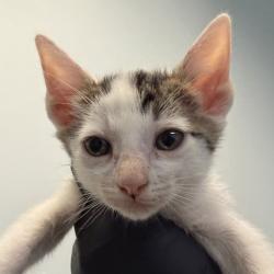Shelter Stray Female Cat last seen Was a litter of a community cat, San Diego, CA, 92139, San Diego, CA 92110