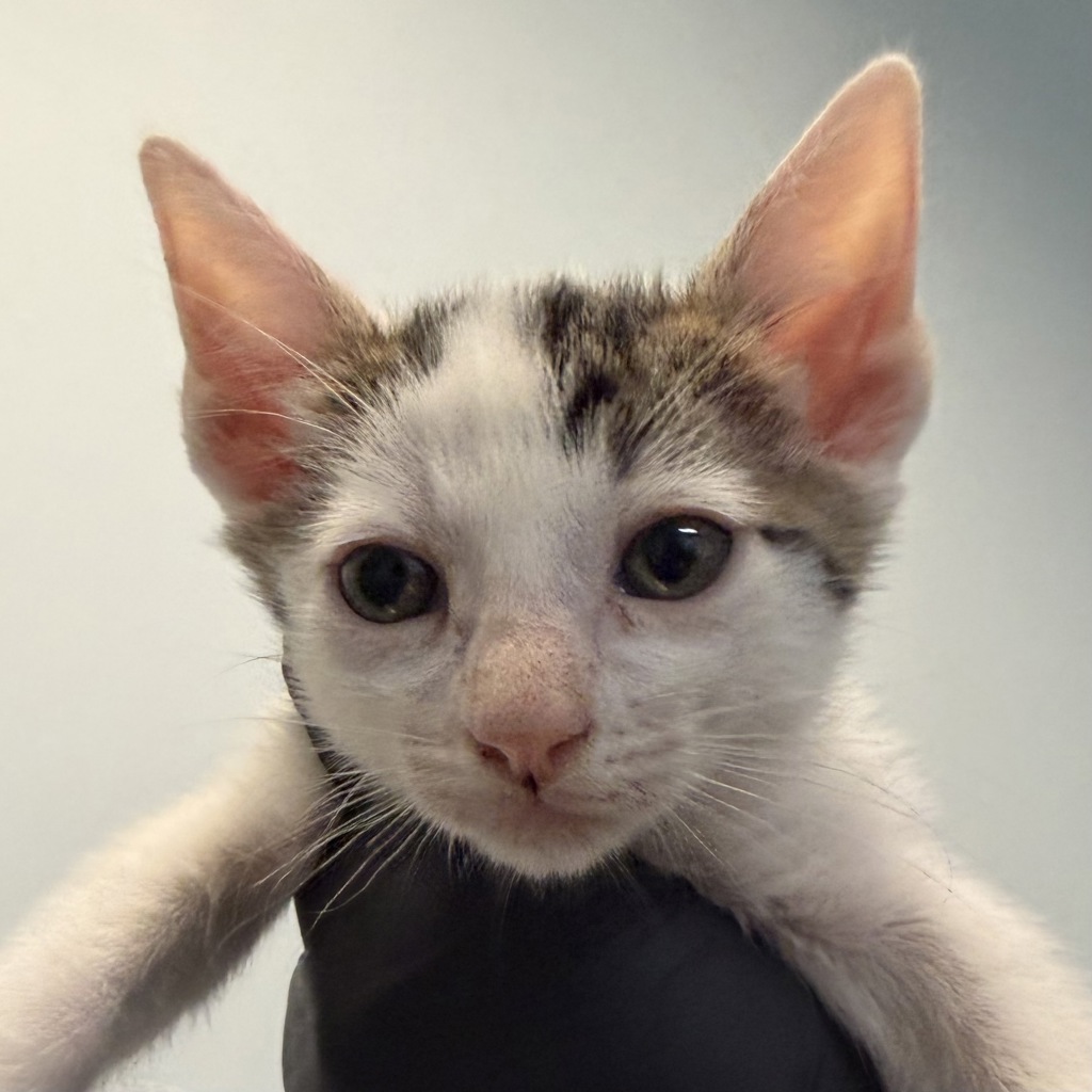 Shelter Stray Female Cat last seen Was a litter of a community cat, San Diego, CA, 92139, San Diego, CA 92110