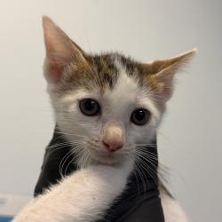 Shelter Stray Female Cat last seen Was a litter of a community cat, San Diego, CA, 92139, San Diego, CA 92110