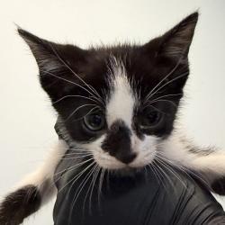 Shelter Stray Male Cat last seen Was a litter of a community cat, San Diego, CA, 92139, San Diego, CA 92110