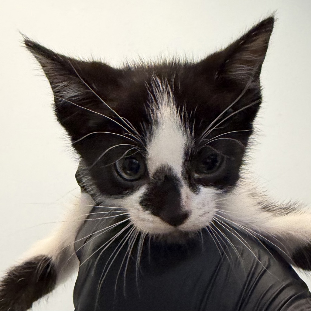 Shelter Stray Male Cat last seen Was a litter of a community cat, San Diego, CA, 92139, San Diego, CA 92110