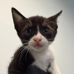 Shelter Stray Female Cat last seen Was a litter of a community cat, San Diego, CA, 92139, San Diego, CA 92110