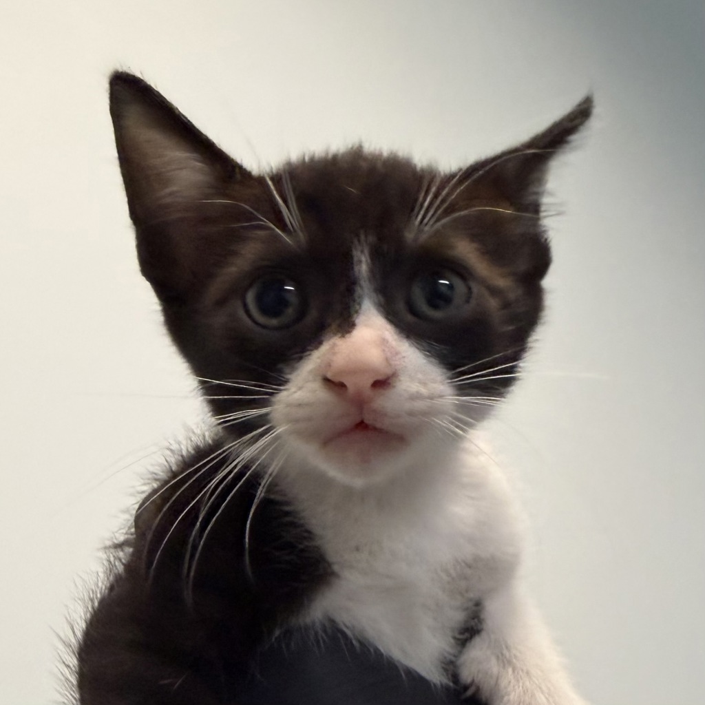 Shelter Stray Female Cat last seen Was a litter of a community cat, San Diego, CA, 92139, San Diego, CA 92110