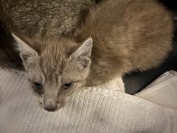 Shelter Stray Male Cat last seen Near Via Bandita, Oceanside, CA, 92057, Oceanside, CA 92058