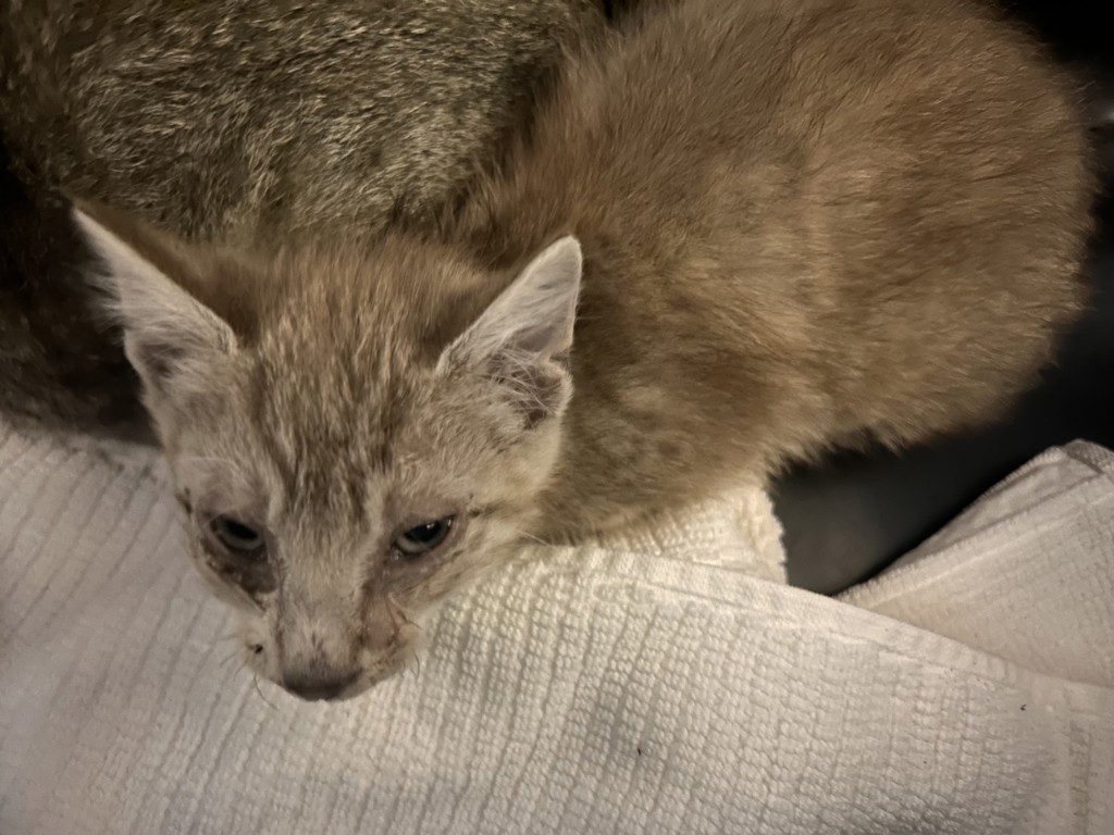Shelter Stray Male Cat last seen Near Via Bandita, Oceanside, CA, 92057, Oceanside, CA 92058