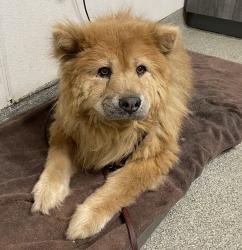 Shelter Stray Female Dog last seen E Valley Parkway, Escondido, CA, 92027, Escondido, CA 92027