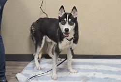 Shelter Stray Male Dog last seen Near Holly Street, Oceanside, CA, 92058, Oceanside, CA 92058