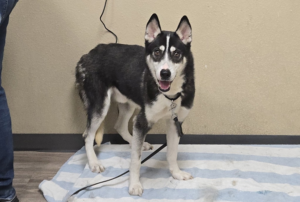 Shelter Stray Male Dog last seen Near Holly Street, Oceanside, CA, 92058, Oceanside, CA 92058