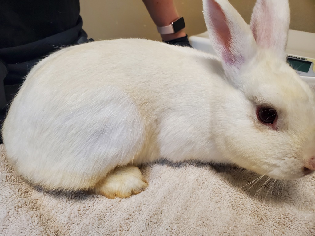 Shelter Stray Female Rabbit last seen Near Parkside Drive, Oceanside, CA, 92057, Oceanside, CA 92058