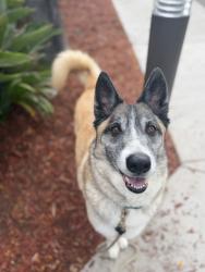 Shelter Stray Male Dog last seen Near G Street, San Diego, CA, 92101, San Diego, CA 92110