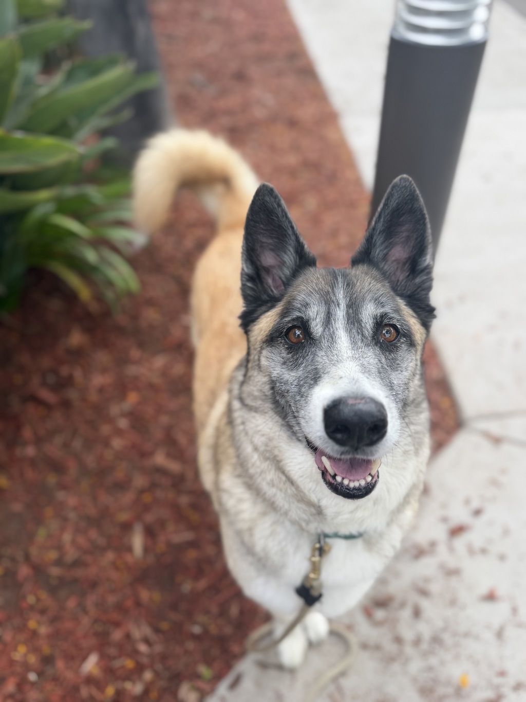Shelter Stray Male Dog last seen Near G Street, San Diego, CA, 92101, San Diego, CA 92110