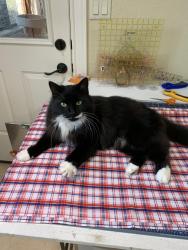 Reunited Male Cat last seen Bretzke Lane, New Braunfels, TX 78132