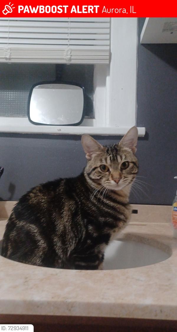 Lost Male Cat last seen 4th and 5th ave, Aurora, IL 60505