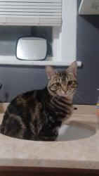 Lost Male Cat last seen 4th and 5th ave, Aurora, IL 60505