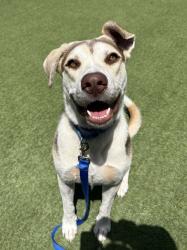 Shelter Stray Male Dog last seen Near E Vista Way, Vista, CA, 92084, Oceanside, CA 92058
