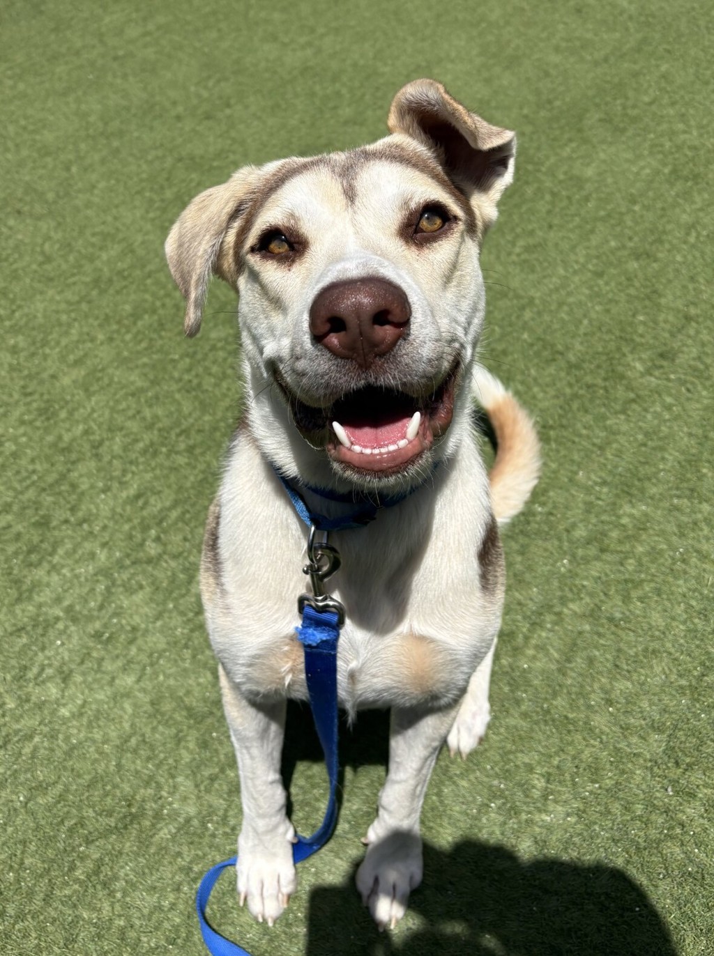 Shelter Stray Male Dog last seen Near E Vista Way, Vista, CA, 92084, Oceanside, CA 92058
