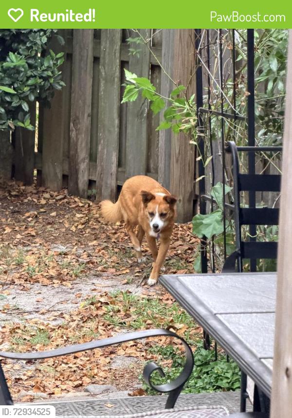 Reunited Female Dog last seen Split rail and Whiteweld Terrace, Wilmington, NC 28412