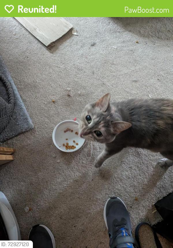 Reunited Female Cat last seen Hemingway and Hemingway - Cottage Grove , Cottage Grove, MN 55016
