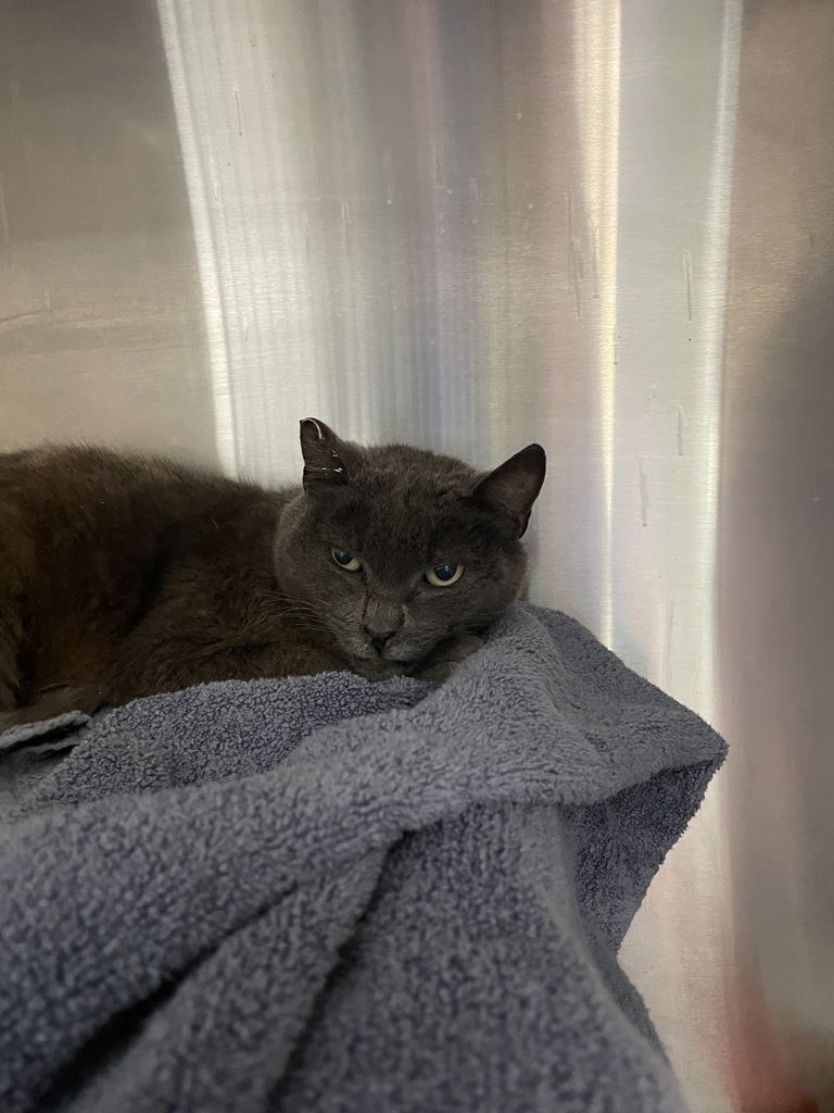 Shelter Stray Female Cat last seen Near Bannock Avenue, San Diego, CA, 92117, San Diego, CA 92110
