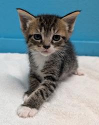 Shelter Stray Female Cat last seen Near Flanders Drive, San Diego, CA, 92126, El Cajon, CA 92020