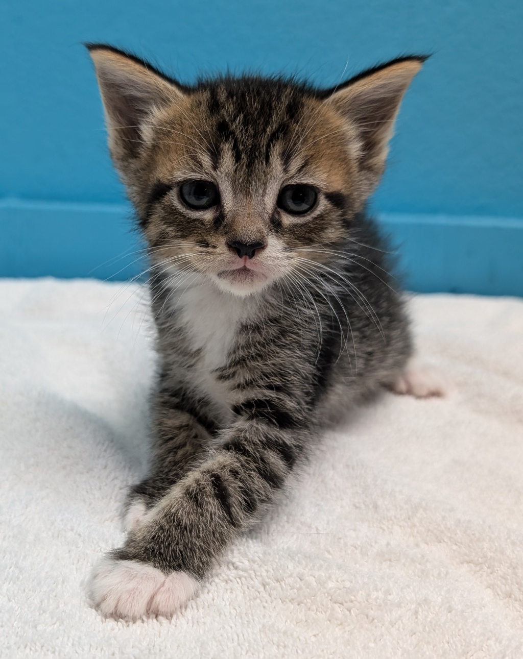 Shelter Stray Female Cat last seen Near Flanders Drive, San Diego, CA, 92126, El Cajon, CA 92020