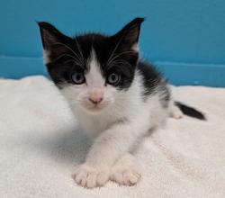 Shelter Stray Male Cat last seen Near Flanders Drive, San Diego, CA, 92126, El Cajon, CA 92020