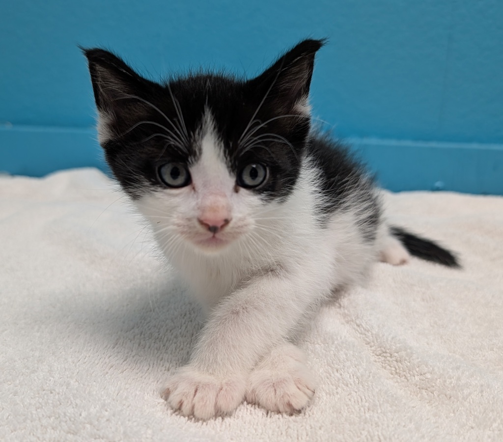 Shelter Stray Male Cat last seen Near Flanders Drive, San Diego, CA, 92126, El Cajon, CA 92020