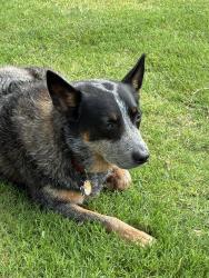 Reunited Male Dog last seen Near Sumlin Wy, Princeton, TX 75407, USA, Princeton, TX 75407