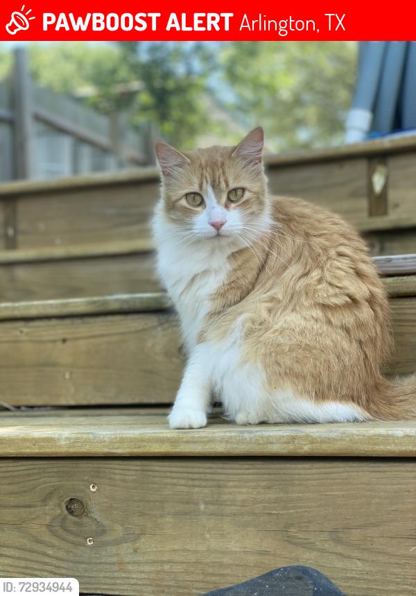 Lost Female Cat last seen Sublett and Kelly elliott, Arlington, TX 76001