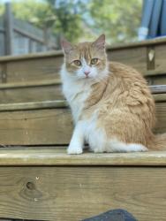 Lost Female Cat last seen Sublett and Kelly elliott, Arlington, TX 76001