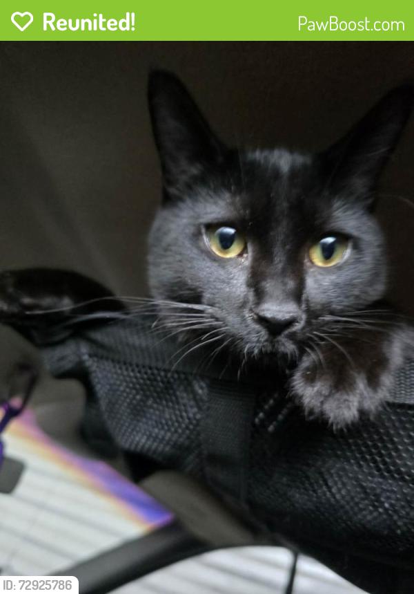 Reunited Female Cat last seen Bush st, Portland, OR 97266
