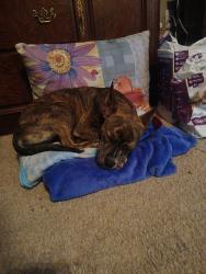 Reunited Female Dog last seen 172nd street , Edmond, OK 73012