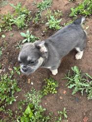 Reunited Male Dog last seen Ann Arbor , Oklahoma City, OK 73128