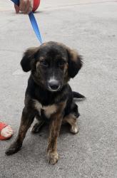 Found/Stray Female Dog last seen Target in Jones Valley , Huntsville, AL 35802
