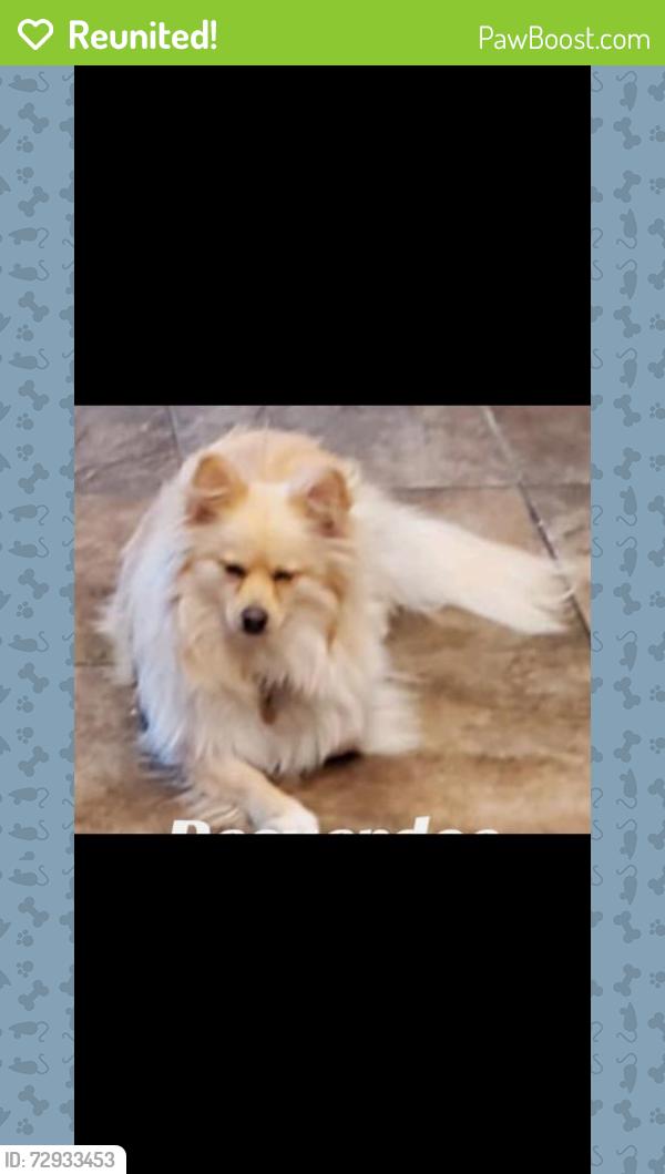 Reunited Female Dog last seen Christopher st , Adelanto, CA 92301