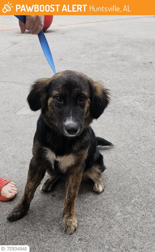 Found/Stray Female Dog last seen Target in Jones Valley , Huntsville, AL 35802