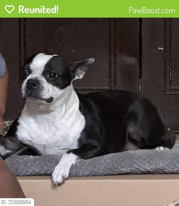 Reunited Female Dog last seen Cottage creek apmts , San Antonio, TX 78218