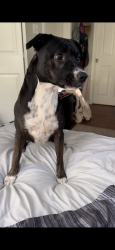 Reunited Female Dog last seen Bentley plastics, Perry County, AR 72126