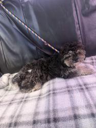 Found/Stray Male Dog last seen Central and 135th st , Compton, CA 90059