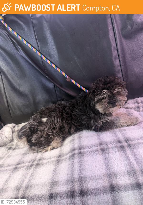 Found/Stray Male Dog last seen Central and 135th st , Compton, CA 90059