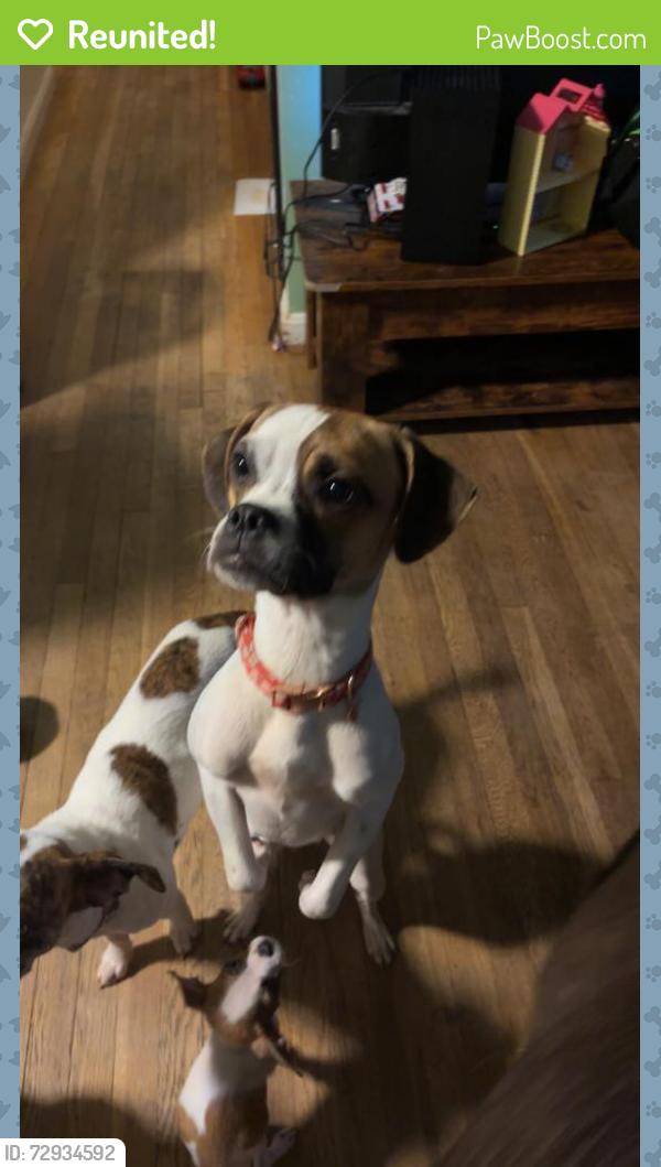 Reunited Female Dog last seen North Bend and Reemelin Rd, Cincinnati, OH 45211