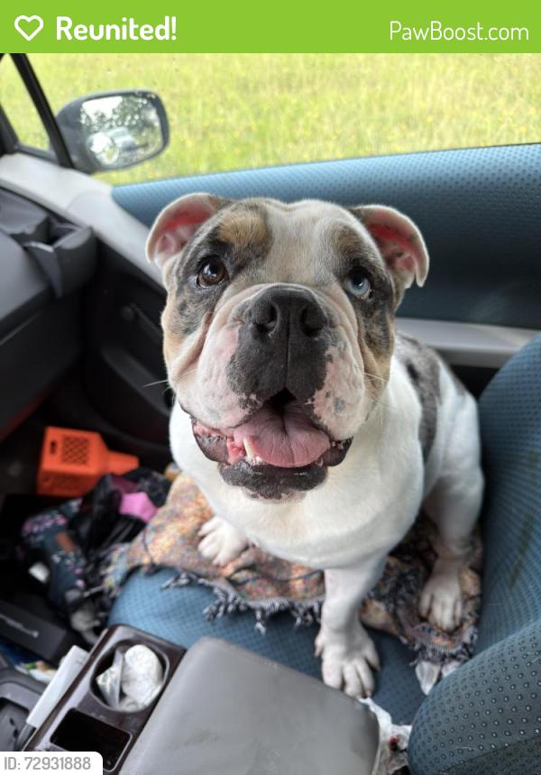 Reunited Male Dog last seen Victoria Ave and Graham Dx, College Station, TX 77845