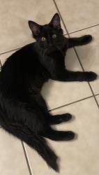 Found/Stray Female Cat last seen East Owen and Palmer area, North Las Vegas, NV 89101
