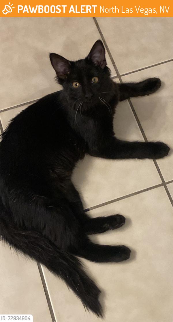 Found/Stray Female Cat last seen East Owen and Palmer area, North Las Vegas, NV 89101
